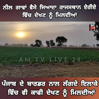 ਨੀਲ ਗਾਵਾਂ ਕੀ ਤੁਹਾਡੇ ਵੀ ਇਲਾਕੇ ਵਿੱਚ ਹਨ