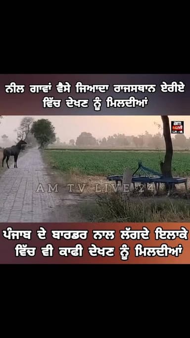 ਨੀਲ ਗਾਵਾਂ ਕੀ ਤੁਹਾਡੇ ਵੀ ਇਲਾਕੇ ਵਿੱਚ ਹਨ