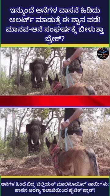 ಇನ್ಮುಂದೆ ಆನೆಗಳ ವಾಸನೆ ಹಿಡಿದು ಅಲರ್ಟ್ ಮಾಡುತ್ತೆ ಈ ಶ್ವಾನ ಪಡೆ! ಮಾನವ-ಆನೆ ಸಂಘರ್ಷಕ್ಕೆ ಬೀಳುತ್ತಾ ಬ್ರೇಕ್?"