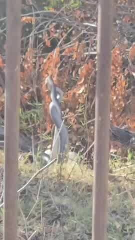 रानी: रानी के ठाकुरलागांव के एक मंदिर पर दिखा अद्भुत नजारा, 10 फीट लंबे नाग-नागिन अटखेलिया करते आए नजर