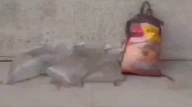 પોરબંદર જિલ્લામાં 24 કલાકમાં દેશી દારૂના 11 કેસ નોંધાયા