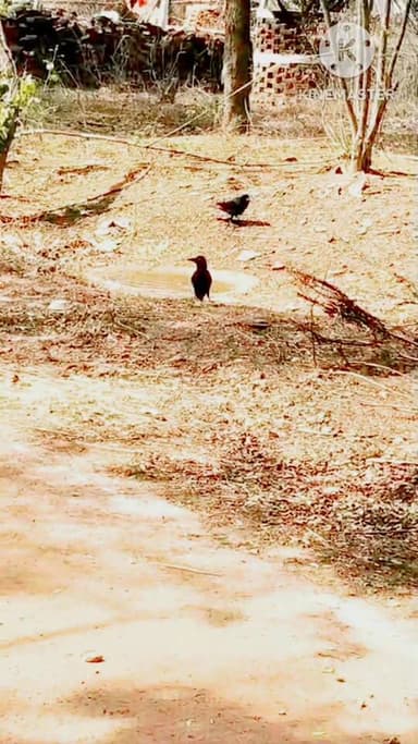 गर्मियों में वन्यजीवों को राहत: दक्षिण पन्ना में ‘जल गंगा संवर्धन अभियान’ बना जीवनदायिनी पहल
#जल_गंगा_अभियान #पन्ना_वनमण...