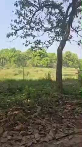 पीलीभीत: पीलीभीत टाइगर रिजर्व के जंगल में वन्य जीवों पर गर्मी का असर, पानी में मटरगश्ती करते नजर आए बारहसिंगा