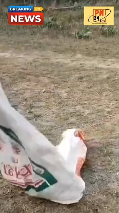 किंग कोबरा का रेस्क्यू के बाद घने जंगलों में छोड़ते वन कर्मी, देखें किंग कोबरा का खतरनाक दृश्य।