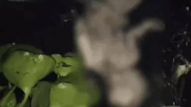 थानेसर: कुरुक्षेत्र: तालाब में मिला नवजात का शव, आंखें, सिर गायब, शरीर के अंग नोंचे गए