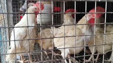 అసిఫాబాద్: ఆసిఫాబాద్ మార్కెట్లో మాంసం ధరలు ఇవే