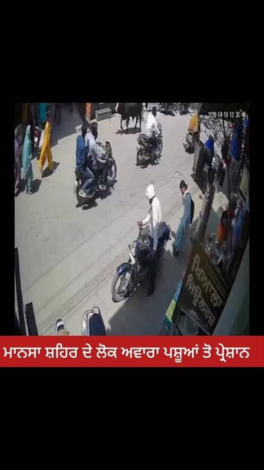 ਮਾਨਸਾ ਵਿੱਚ ਅਵਾਰਾ ਪਸ਼ੂਆਂ ਤੋ ਸ਼ਹਿਰ ਵਾਸੀ ਪ੍ਰੇਸ਼ਾਨ #NewsUpdate #Dastak #todayupdate #DastakTv