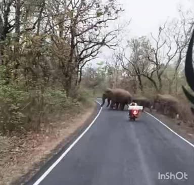 देसाईगंज वडसा: गोंदिया जिल्ह्यातून पून्हा जिल्ह्यात रानटी हत्तीचा कळपाचे आगमन, कूरखेडा -देसाईगंज मार्गावर झाले कॅमेराबद्ध