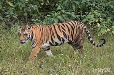 चंद्रपूर: जिल्ह्यातील अंतरगाव - देलनवाडी शिवारातील मक्का शेतात वाघाचे बस्तान :
शेतकऱ्यात दहशत