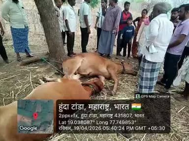 अर्धापूर: तालुक्यातील हुंडा तांडा शेत शिवारात विज पडून बैलजोडी जागीच ठार, शेतकऱ्याचे नुकसान