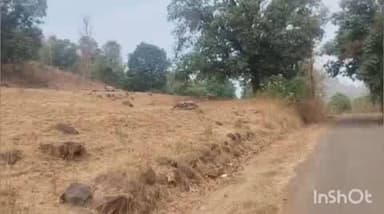 पेठ: आमडोंगरा परिसरात भरदिवसा बिबट्याचे दर्शन , पिंजरा लावण्याची नागरिकांची मागणी