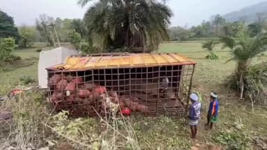 पोड़ैयाहाट: पाकुड़ से बांका जा रहा गैस सिलेंडर से लदा ट्रक जियाजोरी में दुर्घटनाग्रस्त, ड्राइवर घायल