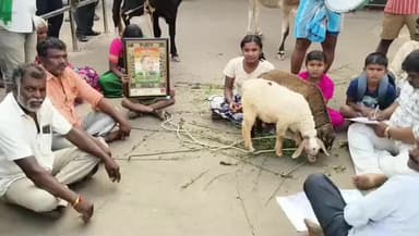 ಶಿಡ್ಲಘಟ್ಟ: ವರದನಾಯಕನಹಳ್ಳಿ ಗ್ರಾಮದ ಸರ್ಕಾರಿ ಗೋಮಾಳ ಉಳಿಸಲು ಕಲಾವಿದನಿಂದ ದನ ಕರುಗಳೊಂದಿಗೆ ವಿನೂತನ ಪ್ರತಿಭಟನೆ