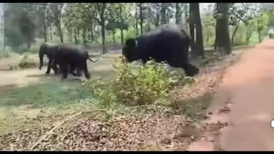 କେନ୍ଦୁଝର ସଦର: କଣ୍ଟିଡିହା ଗ୍ରାମ ନିକଟରେ ହାତୀ ,ସତର୍କ ରହିବାକୁ ବନ ବିଭାଗ ପକ୍ଷରୁ ସୂଚନା