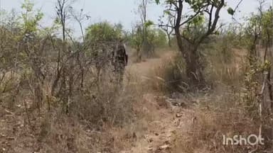 लाखनी: वाघाचा मृत म्हशीवर ताबा, पंचनामा करायला गेलेल्या डॉक्टरांसह चौघांचा थोडक्यात बचाव!