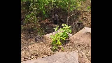 बालोद: जम्ही टोल प्लाजा के पास मिले तीन पुराने शव, पेड़ पर फांसी से लटका हुआ मिला, शरीर में लगे कीड़े; परिजनों की तलाश जारी