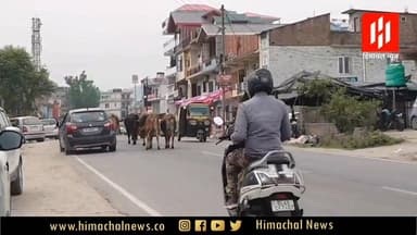 सड़को पर गो धन
दुर्घटना को न्यौता देते बेसहारा पशु। आखिर दोषी कौन?
रिपोर्ट: दीपिका वालिया #himachalnewsalert #letesthi...