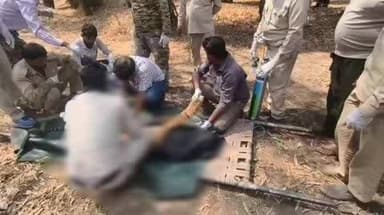 मानपुर: बांधवगढ़ टाइगर रिजर्व में बाघों की जंग, बाघ शावक गंभीर रूप से घायल, मुकुंदपुर जू भेजा गया