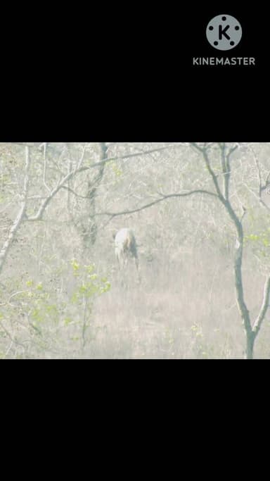 भटके सांभर को नई जिंदगी: वन विभाग और ग्रामीणों की सूझबूझ से सफल रेस्क्यू
#PannaForest #WildlifeRescue #SambarDeer #वन्यज...