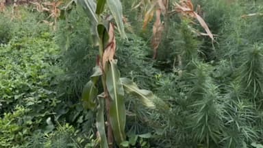 ಚಿತ್ರದುರ್ಗ: ನಾಯಕನಹಟ್ಟಿ ಪೊಲೀಸರ ಕಾರ್ಯಾಚರಣೆ: 18 ಲಕ್ಷ ಮೌಲ್ಯದ ಗಾಂಜಾ ವಶ, ಒರ್ವನ ಬಂಧನ