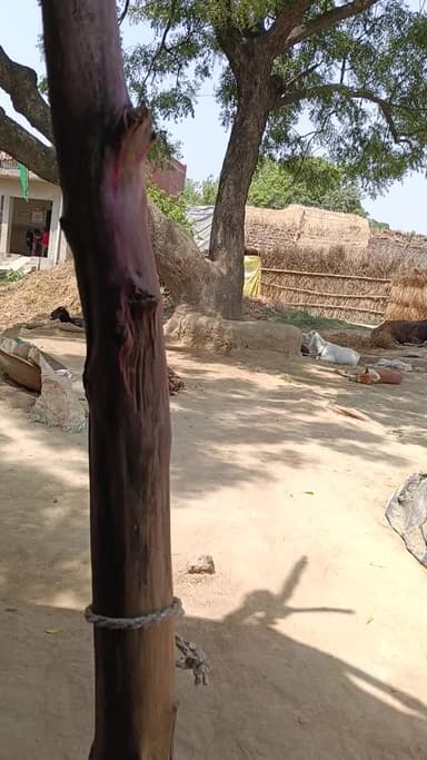 #जिला हरदोई ग्राम चम्पातीपुरवा