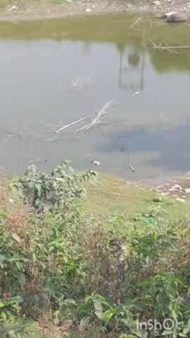 दरियापुर: पोखर से मिला नवजात का शव, मानवता हुई शर्मसार