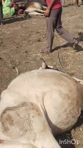 छबड़ा: खेड़ली गांव में 11 केवी लाइन का तार टूटने से 8 मवेशियों की हुई मौत