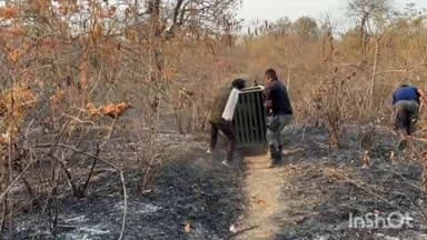 अर्जुनी मोरगाव: अखेर त्या दुसऱ्या बिबट्यालाही धाबेटेकडी परीसरातून वन विभागाने केले जेरबंद