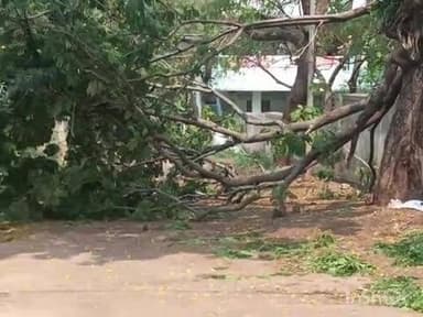 ಹುಮ್ನಾಬಾದ್: ಬಿರುಗಾಳಿ ಸಮೇತ ಮಳೆಗೆ ನಗರದ ಹೌಸಿಂಗ್ ಬೋರ್ಡ್ ಕಾಲೋನಿ ಮುಖ್ಯ ರಸ್ತೆಯಲ್ಲಿ ಧರೆಗುರುಳಿದ ಬ್ರಹತ್ ಗಾತ್ರದ ಮರ, ಸಂಚಾರಕ್ಕೆ ವ್ಯತ್ಯಯ