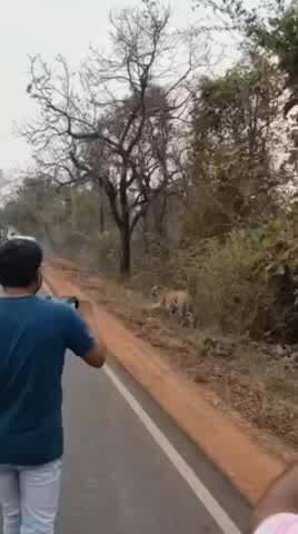 मानपुर: ताला-उमरिया सड़क मार्ग पर बाघ आया, लोग उतरे वाहनों से, नियमों की उड़ी धज्जियां, हो सकती थी बड़ी घटना
