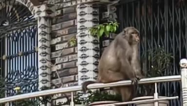 सोनबरसा: अररिया गांव में बंदर की धमक, बच्चों की सुरक्षा को लेकर बढ़ी चिंता, वीडियो वायरल