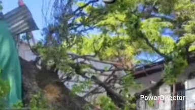 नैनीताल: सुखाताल क्षेत्र में एक बड़ा हादसा टल गया, 'भारत टेंट हाउस' के ऊपर अचानक गिरा 'तीनोज' का विशाल पेड़