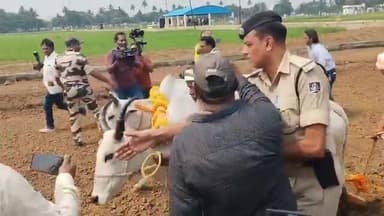 #ବିଲରେ_ହଳଧରି_ଚାଷକଲେ_ମୁଖ୍ୟମନ୍ତ୍ରୀ
ମୋହନ ଚରଣ ମାଝୀ! #Odisha #MohanMajhi #ChiefMinister
#Odisha #OdishaSangram