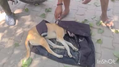 सोरांव: मऊआइमा थाना क्षेत्र के रामनगर गंसियारी में कुत्ते पर कुल्हाड़ी से हमला, मौत के बाद की गई शिकायत