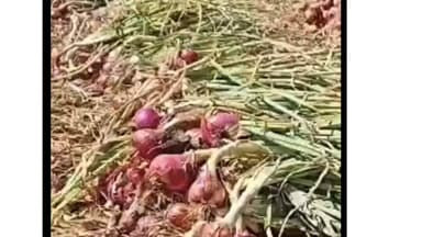 भीकनगांव: प्याज ₹7 से ₹13 किलो बिका, लागत न मिलने पर किसानों ने समर्थन मूल्य की मांग की