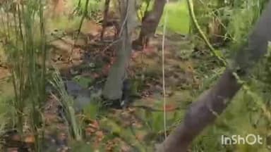 పరిగి: జాఫర్ పల్లి సమీపంలో వృధాగా మిషన్ భగీరథ నీళ్లు పట్టించుకోని అధికారులు