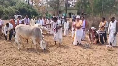 ଅମ୍ବାଭୋନା: ଚକ୍ରାମାଲ ରେ ଆଜି ବାରପାହାଡ଼ କୃଷକ ସଂଗଠନ ଓ ଲାଲ ବହାଦୁର କୃଷକ ସଂଗଠନ ମିଳିତ ଭାବେ " ଅକ୍ଷୟ ତୃତୀୟା " ପାଳନ କଲେ