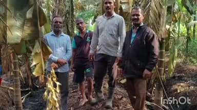 ಹೊಸನಗರ: ವಿದ್ಯುತ್ ಶಾರ್ಟ್ ಸರ್ಕ್ಯೂಟ್ನಿಂದ ಅಡಿಕೆ ತೋಟಕ್ಕೆ ಬೆಂಕಿ, ತಳಲೆ ಗ್ರಾಮದಲ್ಲಿ 350ಕ್ಕೂ ಹೆಚ್ಚು ಅಡಿಕೆ ಮರಗಳು ಭಸ್ಮ