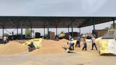 ਮੰਡੀ ਲਾਧੂਕਾ ਕਣਕ ਦੀ ਖਰੀਦ