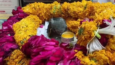 खंडवा: घायल चिड़िया का बच्चा खुद डॉक्टर के पास पहुंचा, इलाज के बाद अब दूर जाने को तैयार नहीं