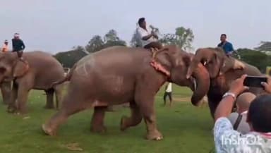 বকো: বকোত সাত বিহুৰ দিনা সুঁৱৰী উৎসৱ উদযাপন।বকো আঞ্চলিক সুঁৱৰী উৎসৱৰ লগত সংগতি ৰাখি পৰম্পৰাগত হাতী যুঁজ