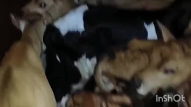 ಭದ್ರಾವತಿ: ಭದ್ರಾವತಿಯಲ್ಲಿ ಅಕ್ರಮವಾಗಿ ಗೋವುಗಳ ಸಾಗಾಟ: ಹಿಂದೂ ಕಾರ್ಯಕರ್ತರಿಂದ ಗೋವುಗಳ ರಕ್ಷಣೆ