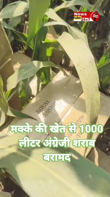 मक्के की खेत में छुपा रखा था अंग्रेजी शराब || पुलिस ने किया बरामद
#liquors #cornfield #police