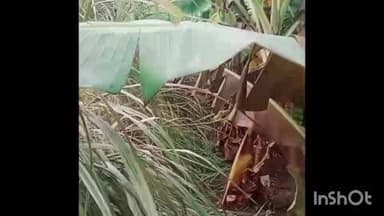 सेलू: धुरा जाळण्याच्या निष्काळजीपणातून शेतकऱ्याचे हजारोंचे नुकसान; सुकळी स्टेशन शिवारात उभी केळीची झाडे भस्मसात