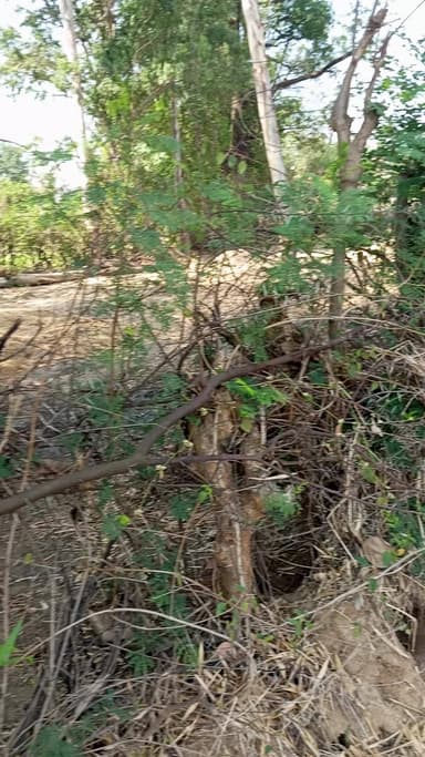 ग्राम गोरहा भितोनी मे नजूल बाग ख न 3135 मे रुस्तम पिता रमेशवर् गडारी द्वारा अवैध कब्जा किया गया है