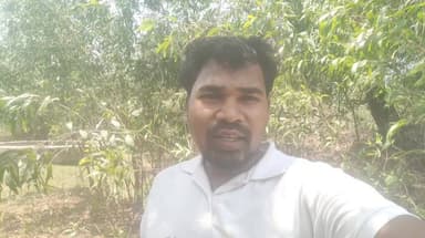 ये आम बागवानी ग्रामीण के लिए आजीविका का श्रोत है , कई परिवार इस आश्रित है