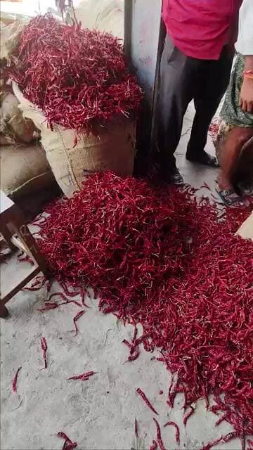 #355 బేడీగా 240-235 #subscribe #chilli #trendingshorts