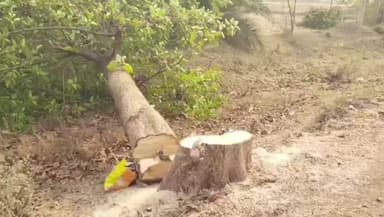 कुरूद: सड़क चौड़ीकरण के लिए काटे जा रहे हरे-भरे पेड़, लकड़ियां बेचने के आरोप लग रहे हैं