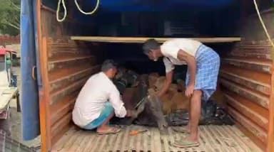 ধুবুৰী ভাগ: গোলকগঞ্জত পুষ্পা ষ্টাইলত চোৰাং গৰু সৰবৰাহ। গোলকগঞ্জ আৰক্ষীৰ জালত ১৬ টাকৈ চোৰাং গৰু সহ দুই সৰবৰাহকাৰী।