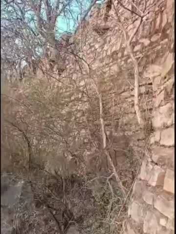 अलवर: अलवर में सरिस्का बफर जोन में नया रास्ता बनाने से विवाद, पेड़ों की कटाई और बाला किला की दीवार को नुकसान